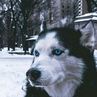 Тёма Снегов