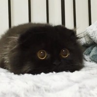 Илья Иванов