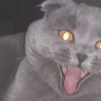 Какойто-Нетакой Сашичев