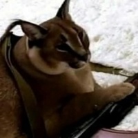 Антон Антонов