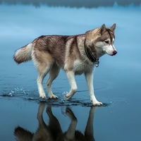 Максим Арбузов