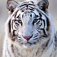 Кирилл Иванов(1)