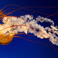 Кирилл Пирожок