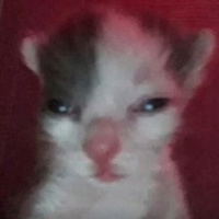 Даниил Морозов