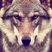 Дима Краснодарский