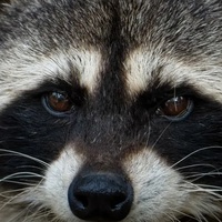 Денис Соловьёв