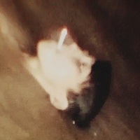 Даня Зило-Пренч