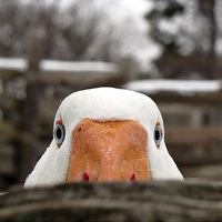 Костя Рясной