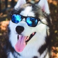 Обкуренный Кот