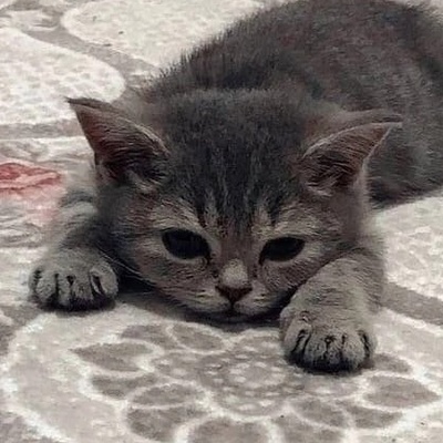 Александр Делхаммер