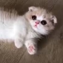 SAK1TO