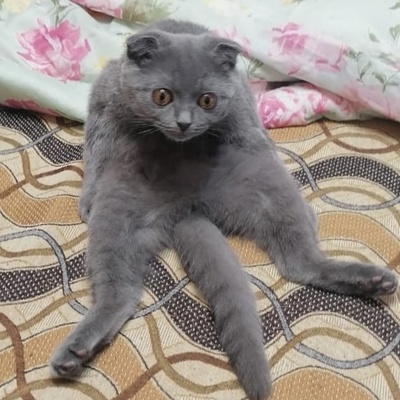Алексей Лаушкин