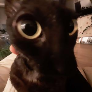 bobi