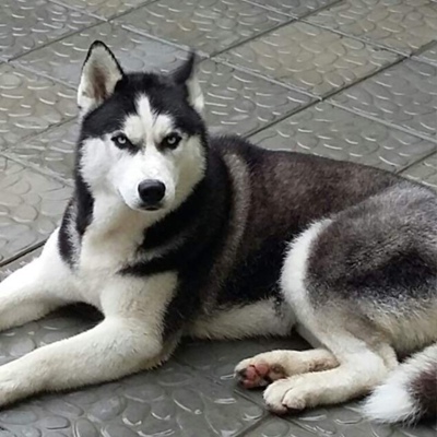 Николай Гуляев