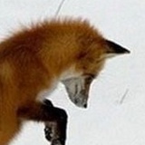 Хаяа Ховалыг