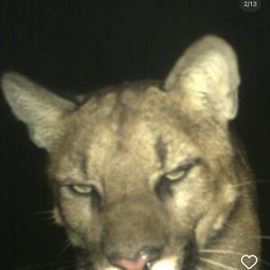 Puma21
