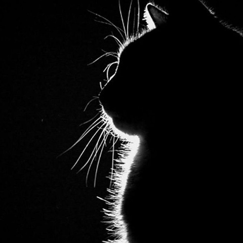 Богдан Богданович