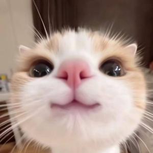 Перхоть Дьявола