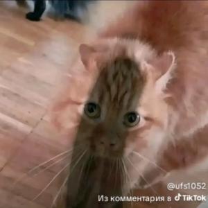 KitKat