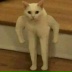 Котяра Крут