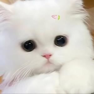 Kissya