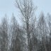 Александр Александр